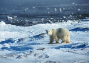 polar bear.JPG (Bredde: 180px)