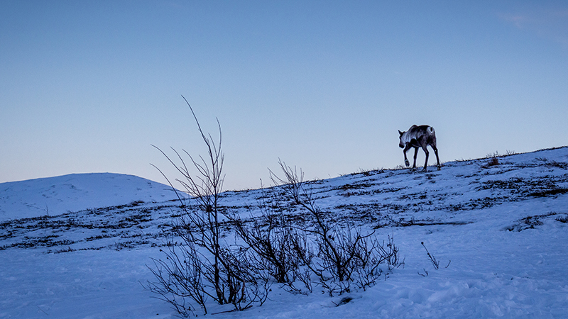 Reindeer in winter landscape