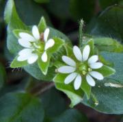 Vassarve (Stellaria Media)
