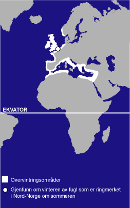 Rødstilk kart Rødstilk kart