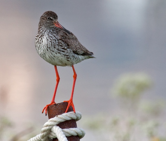 Rødstilk 2 Rødstilk 2