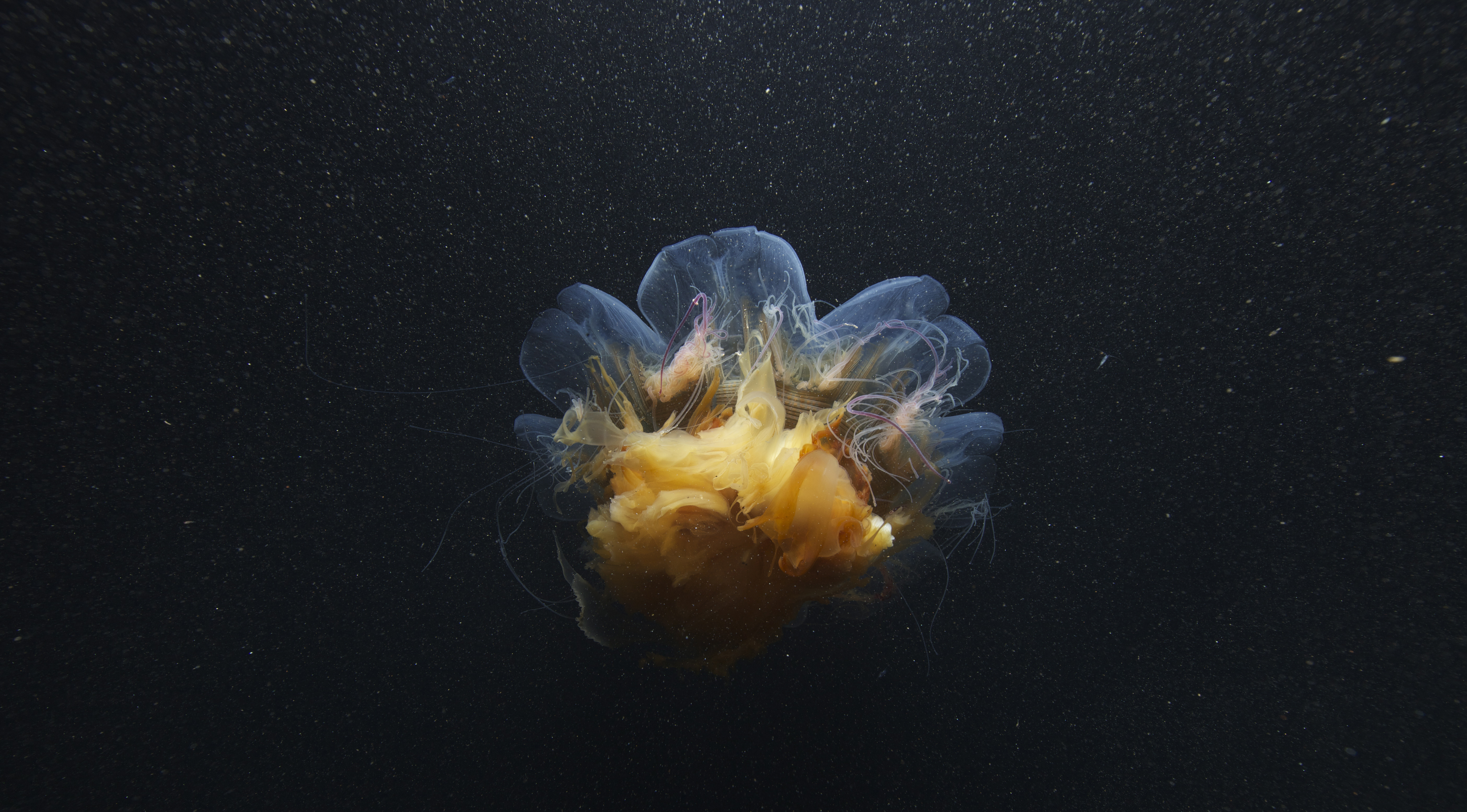 Stinging jellyfish (Cyanea arctica).