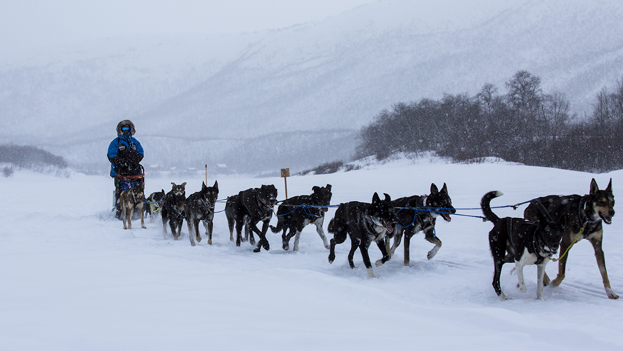 Finnmarksløpet er et blodslit som varer i flere dager. Likevel gir det mening for mange å være med.