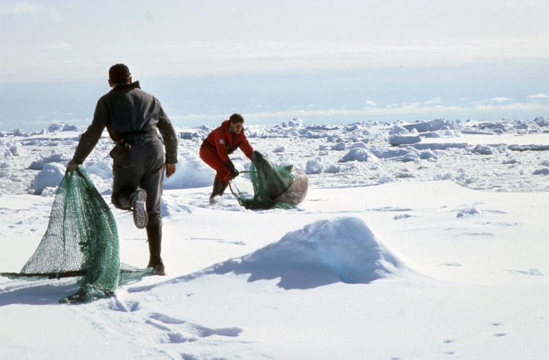 to forskere so fanger sel på isen med nett