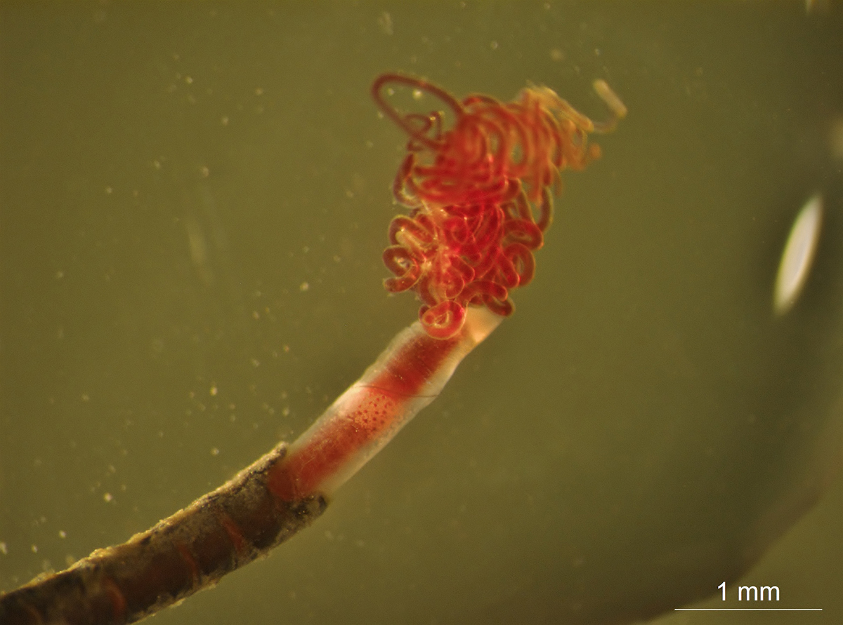B&oslash;stemark Oligobrachia