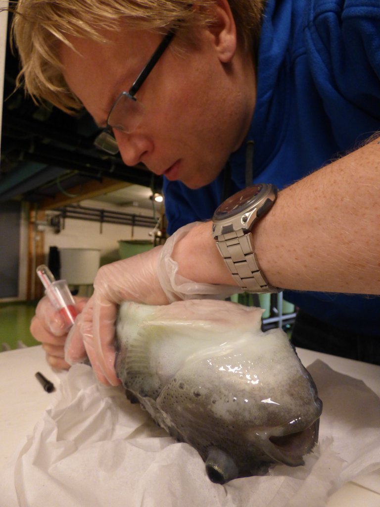 Toni Erkinharju tar blodprøver.jpg oppdrett rensefisk doktorgrad