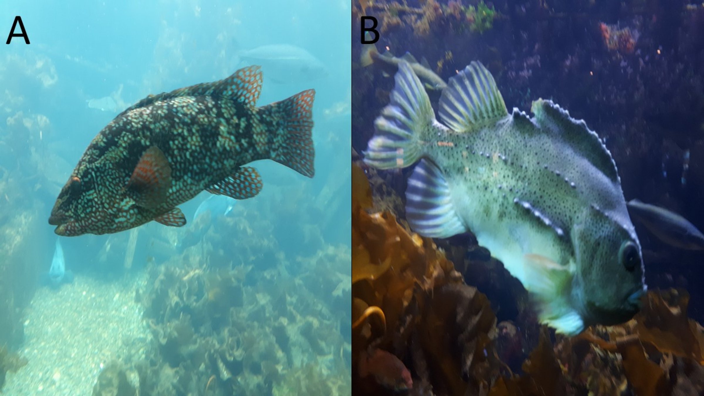 Rognkjeks rensefisk.jpg rensefisk rognkjeks berggylt