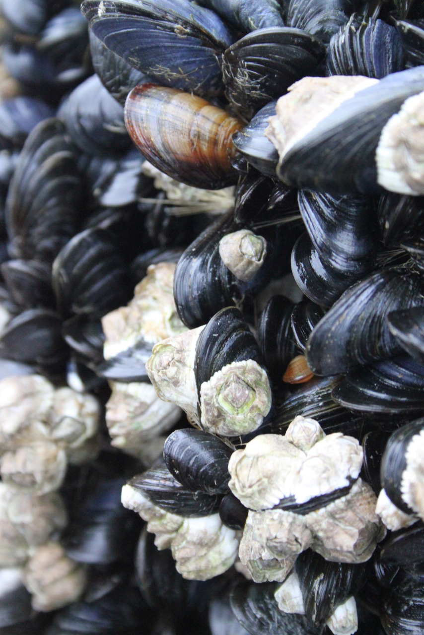 blåskjellhorisontal.jpg blåskjell