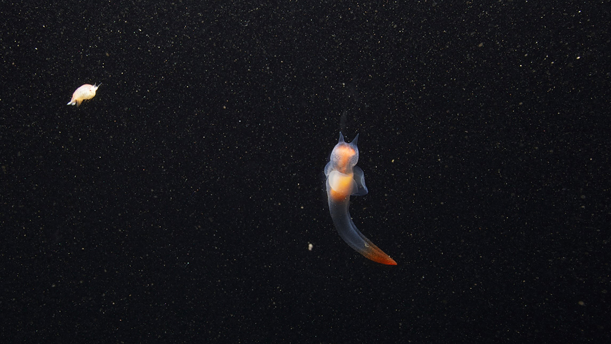 Naked sea angel (Clione limacina)