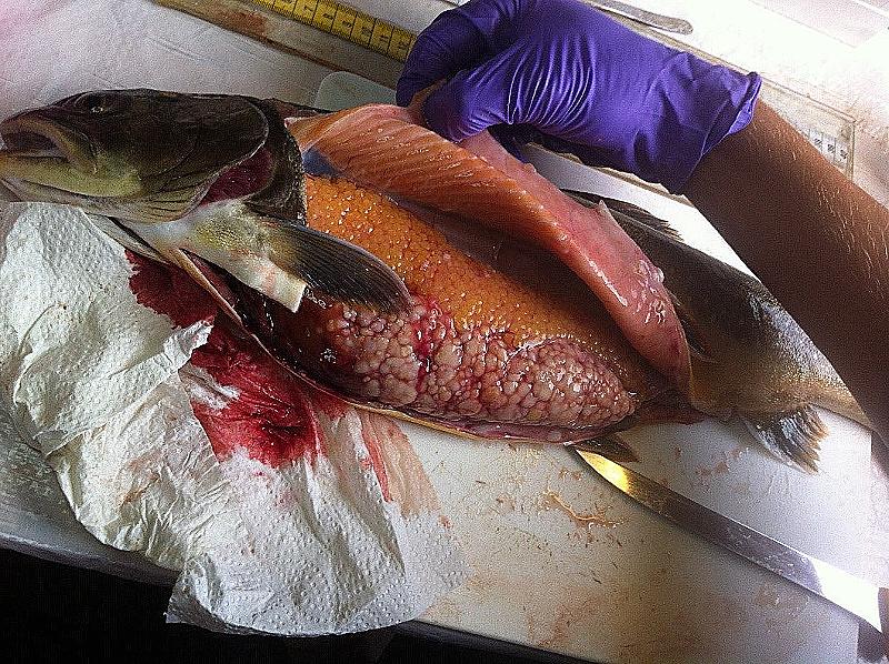 Bilde av filertert fisk full av cyster
