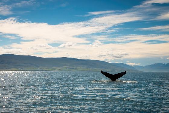 42596271-humpback-whale-swimming-in-the-sea-in-iceland.jpg