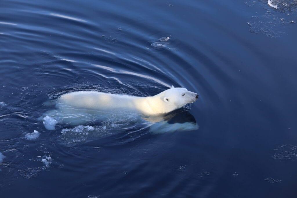 isbjørn som svømmer