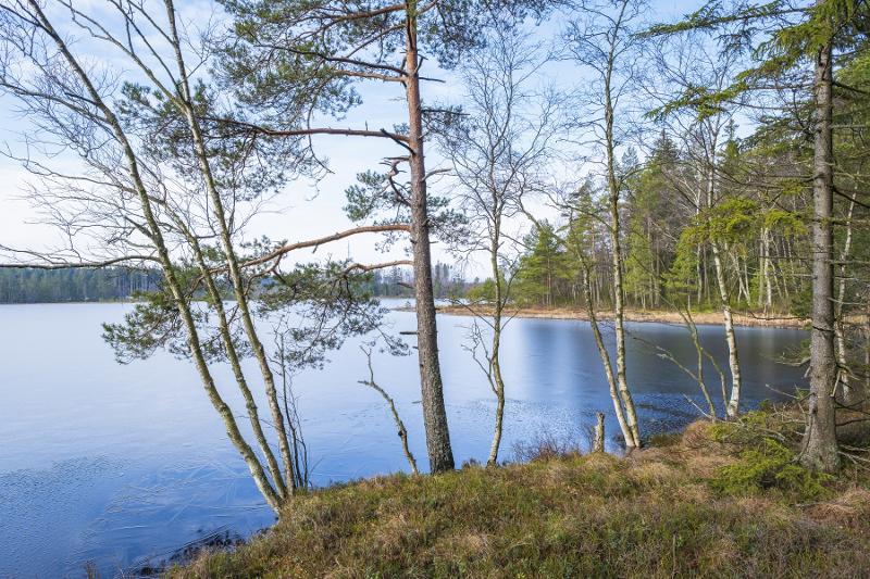 43177510-frozen-forest-lake-in-the-wilderness.jpg Eksempelbilde