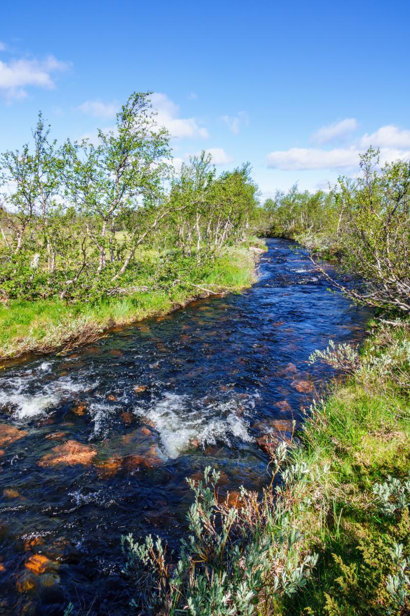 45471614-stream-at-a-birch-tree-forest-in-the-wilderness.jpg Eksempelbilde