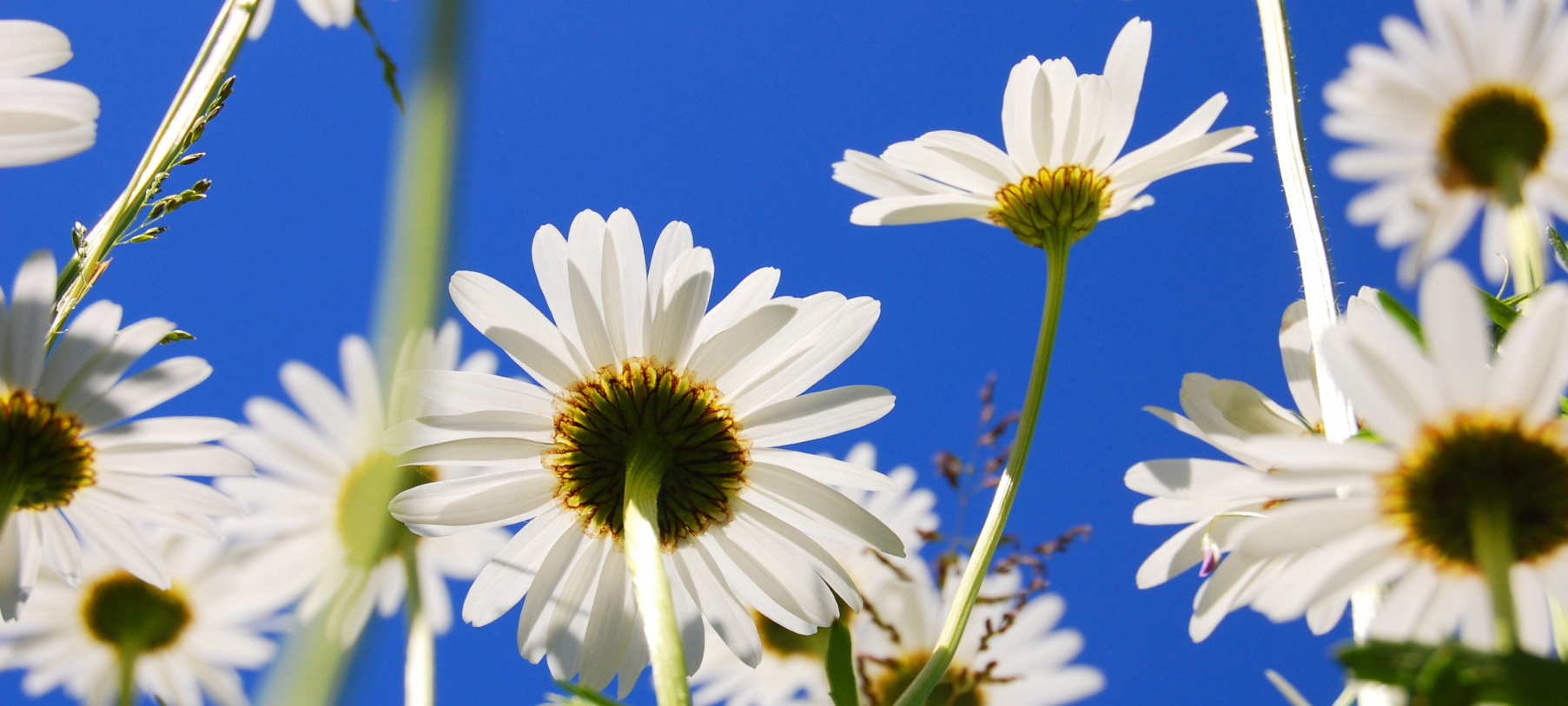 Daisy-flower-in-summer