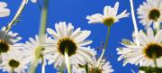 mostphotos.com.daisy-flower-in-summer.jpg