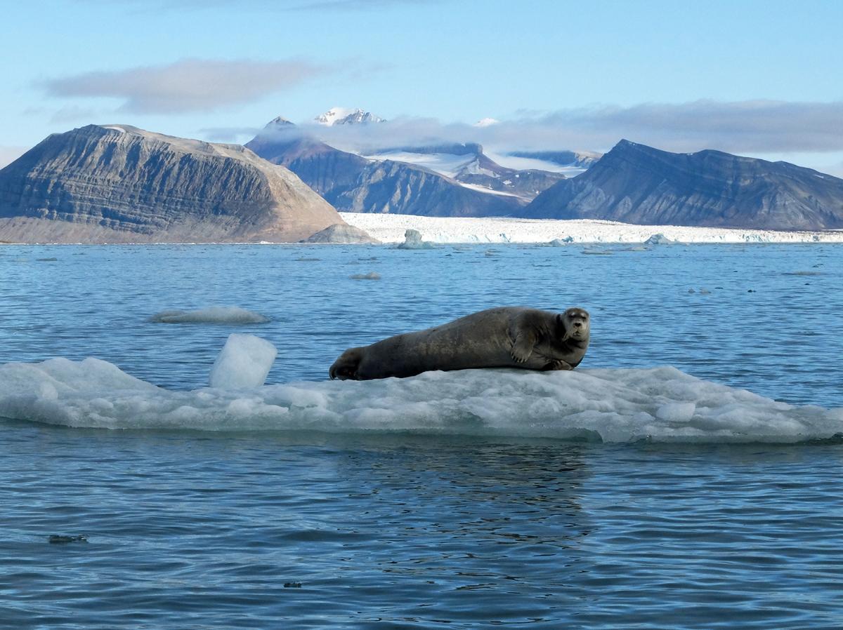 Bearded seal on ice floe in Svalbard