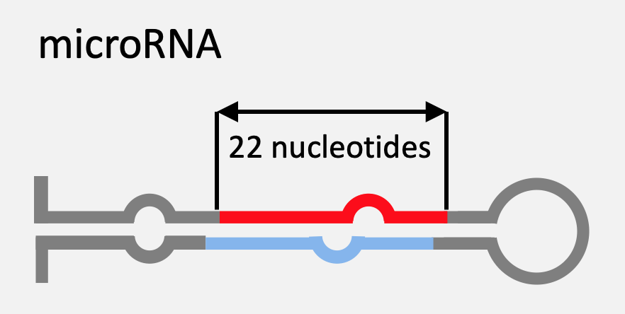 en liten del av et gen som kalles microRNA