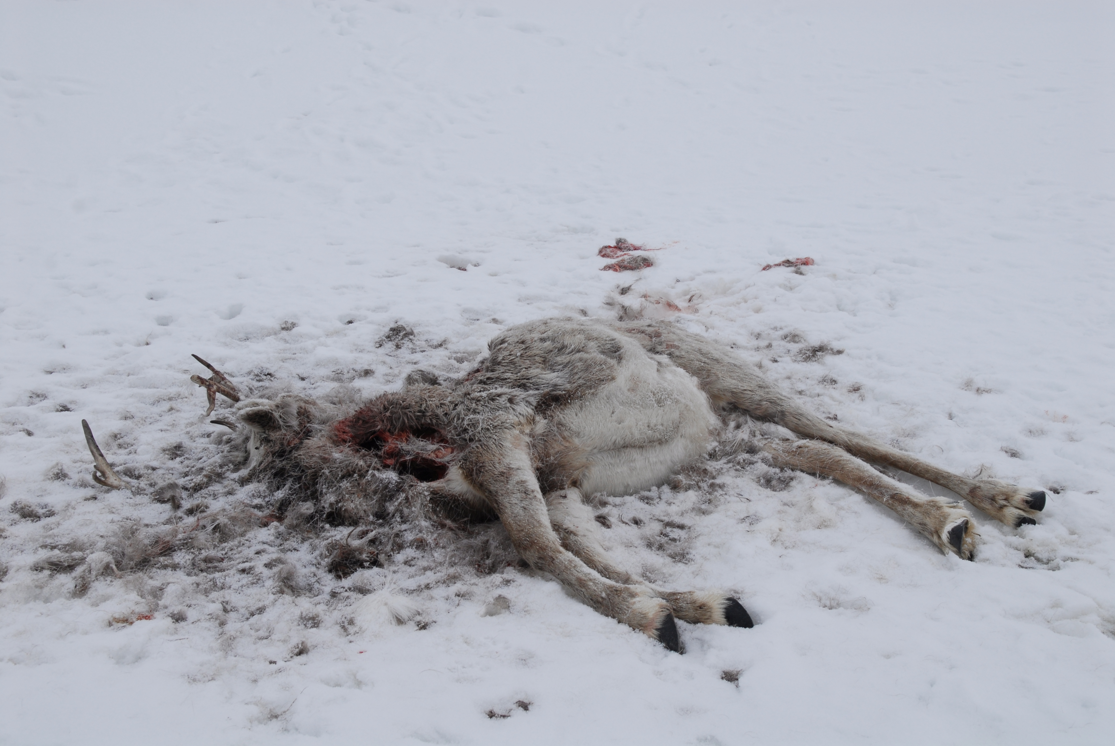 død rein liggende på snø