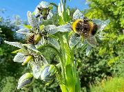 Swertia kingii m pollinering. Foto: Arve Elvebakk, UM