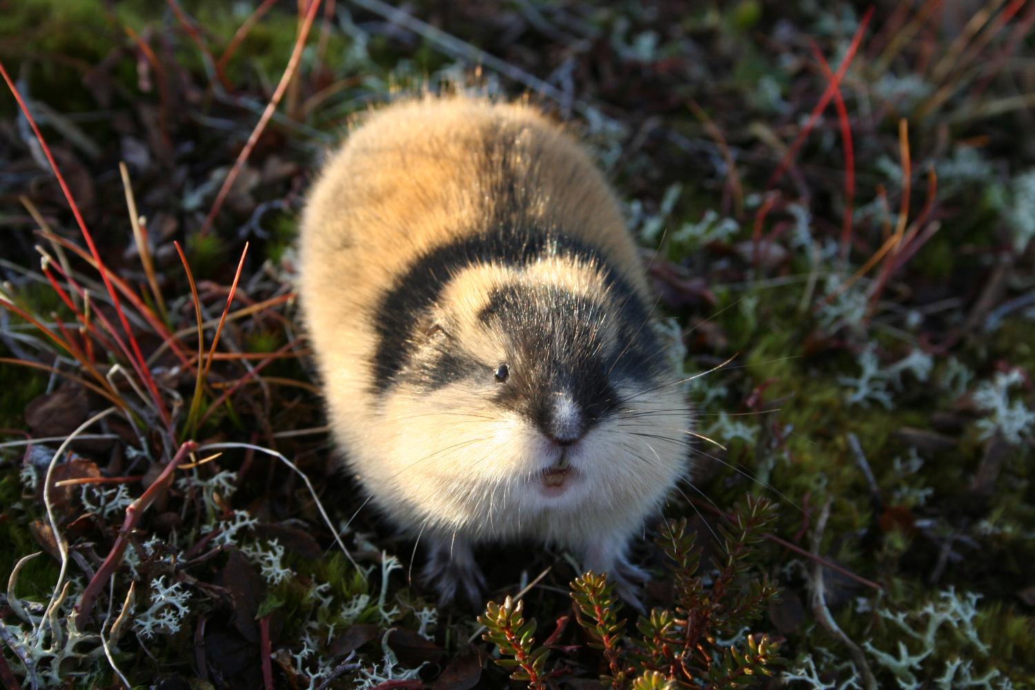 Bilde-Northern Populations and Ecosystems