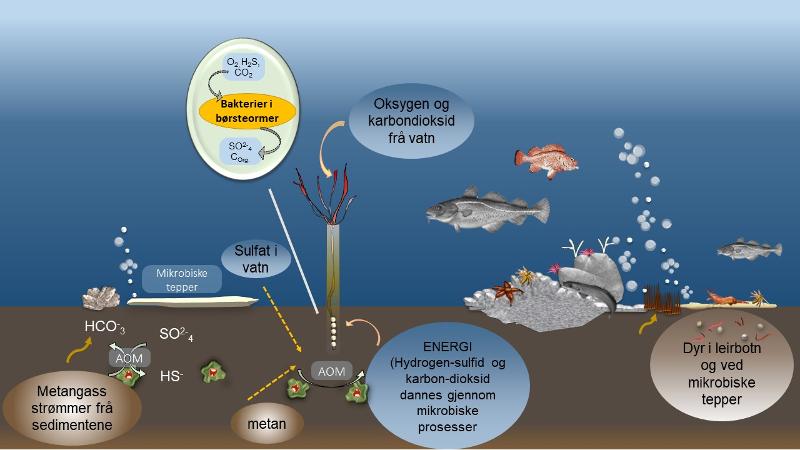 Gassen siver og straumar ut fr&aring; botn i fr&aring; reservoirer langt under havbotnen. Med hjelp fr&aring; mikrobar, vert energi omdanna fr&aring; gass til sulfid eller spiselege karbohydrat som kjem andre botndyr til gode. Grunna ekstra forsyning av mat fr&aring; metan og sulfid kan kalde gassutslepp gi h&oslash;g tettheit og artsmangfald av dyr som lev p&aring; botnen av havet