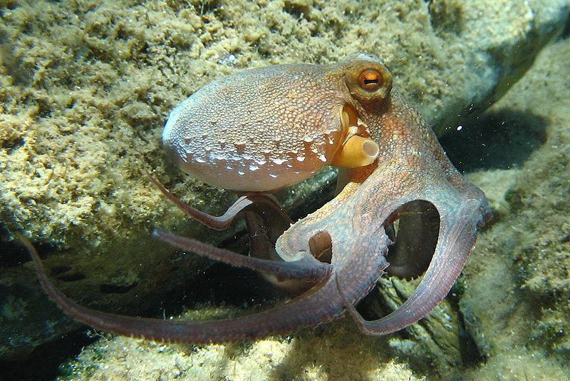 octopus swimming in ocean