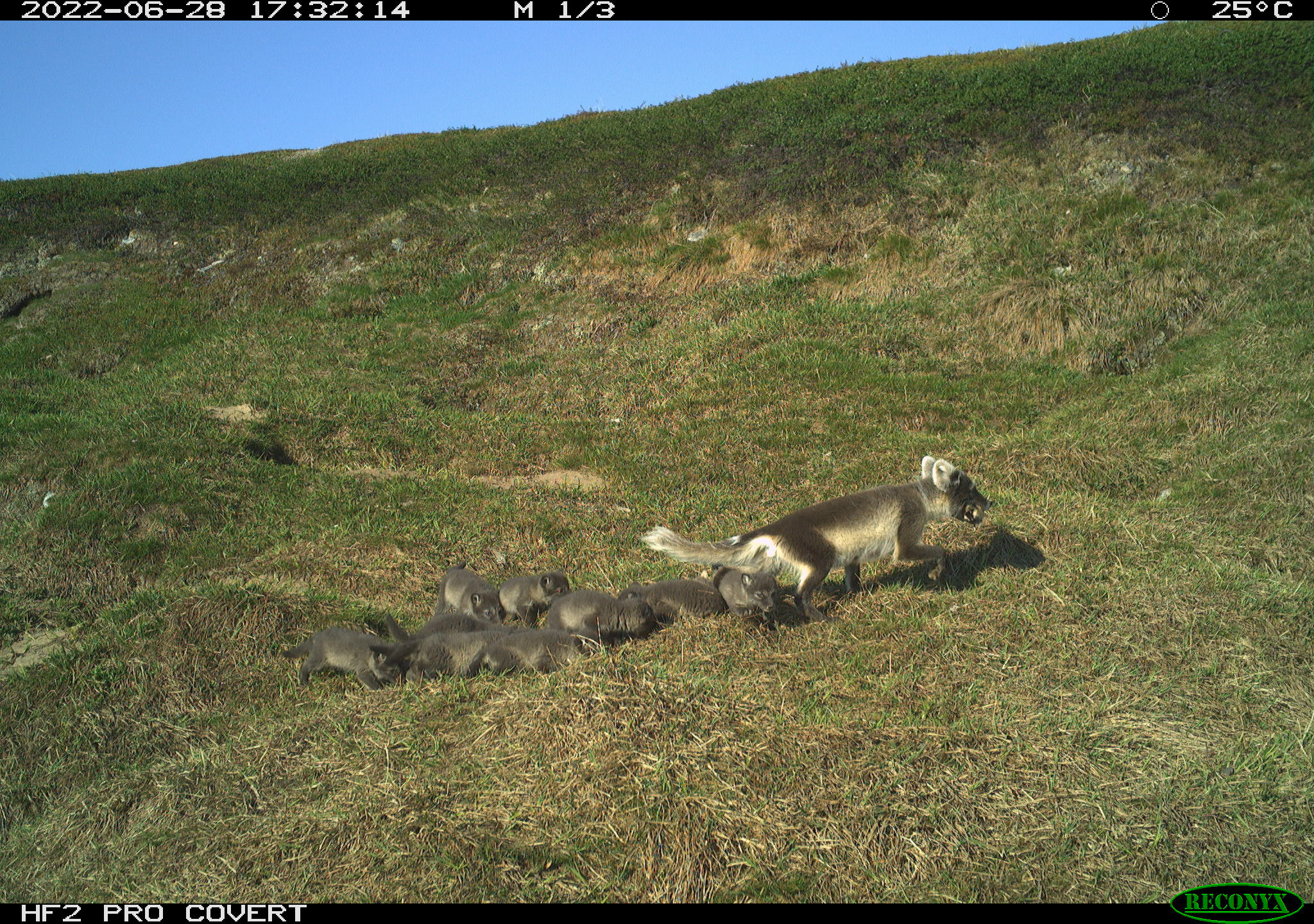 arctic fox in summer with pups