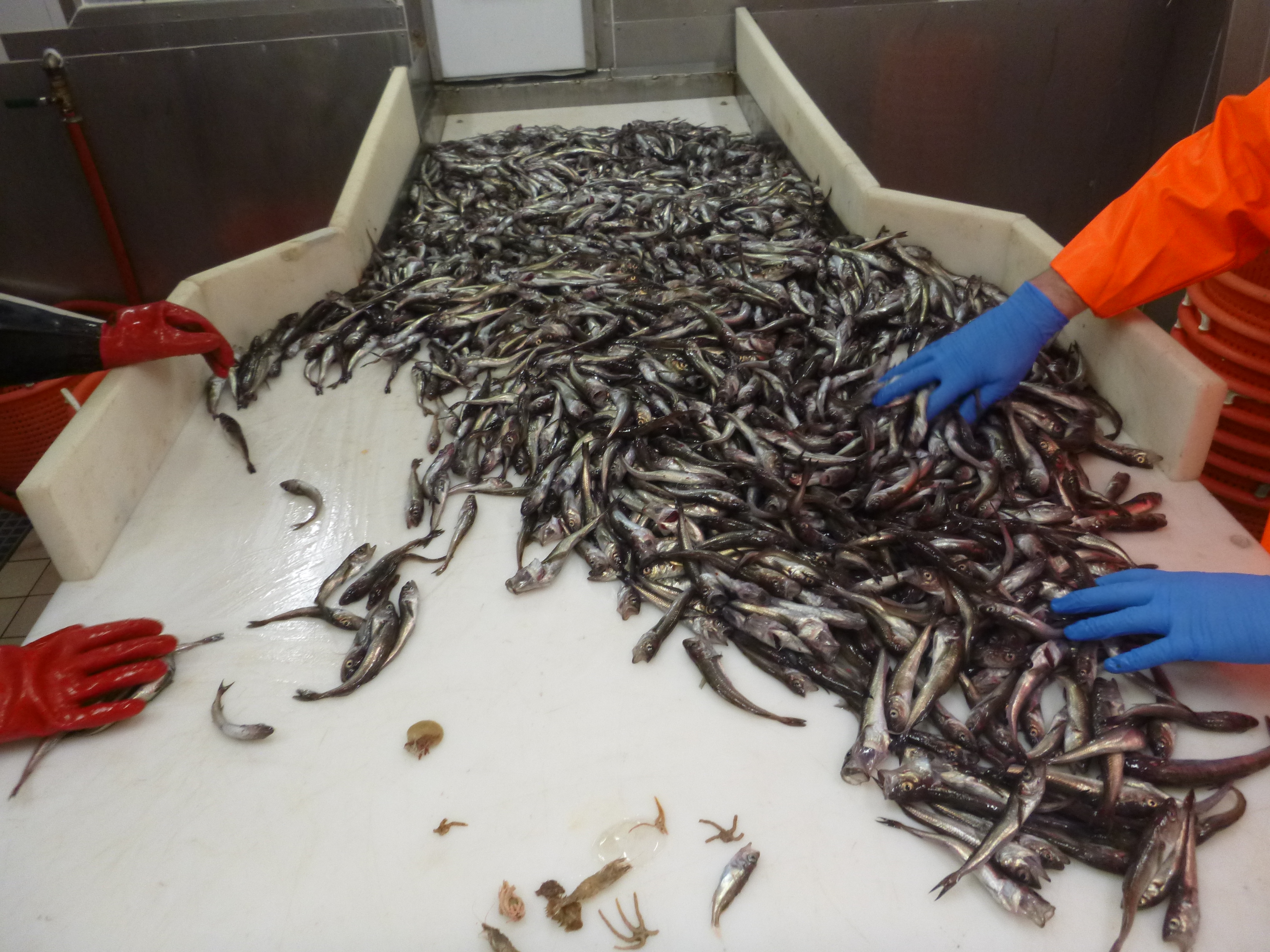 fish being sorted