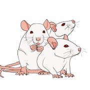 Rats