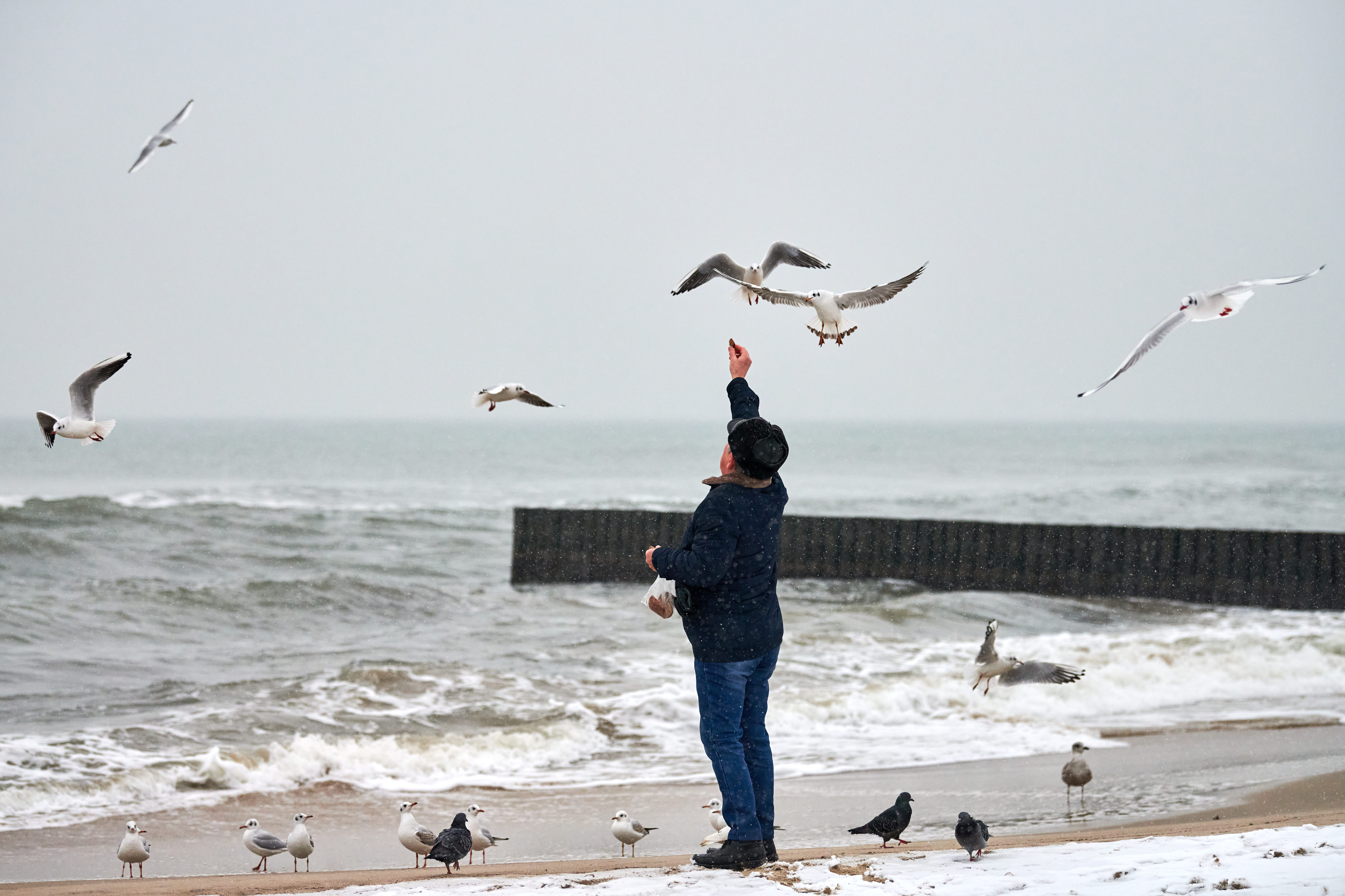 Old man feeding birds at sea in winter.