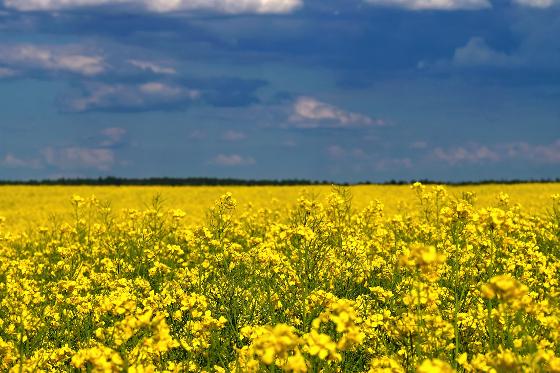 54270378-ukrainian-flag-symbol-of-nature-in-ukraine-yellow.jpg