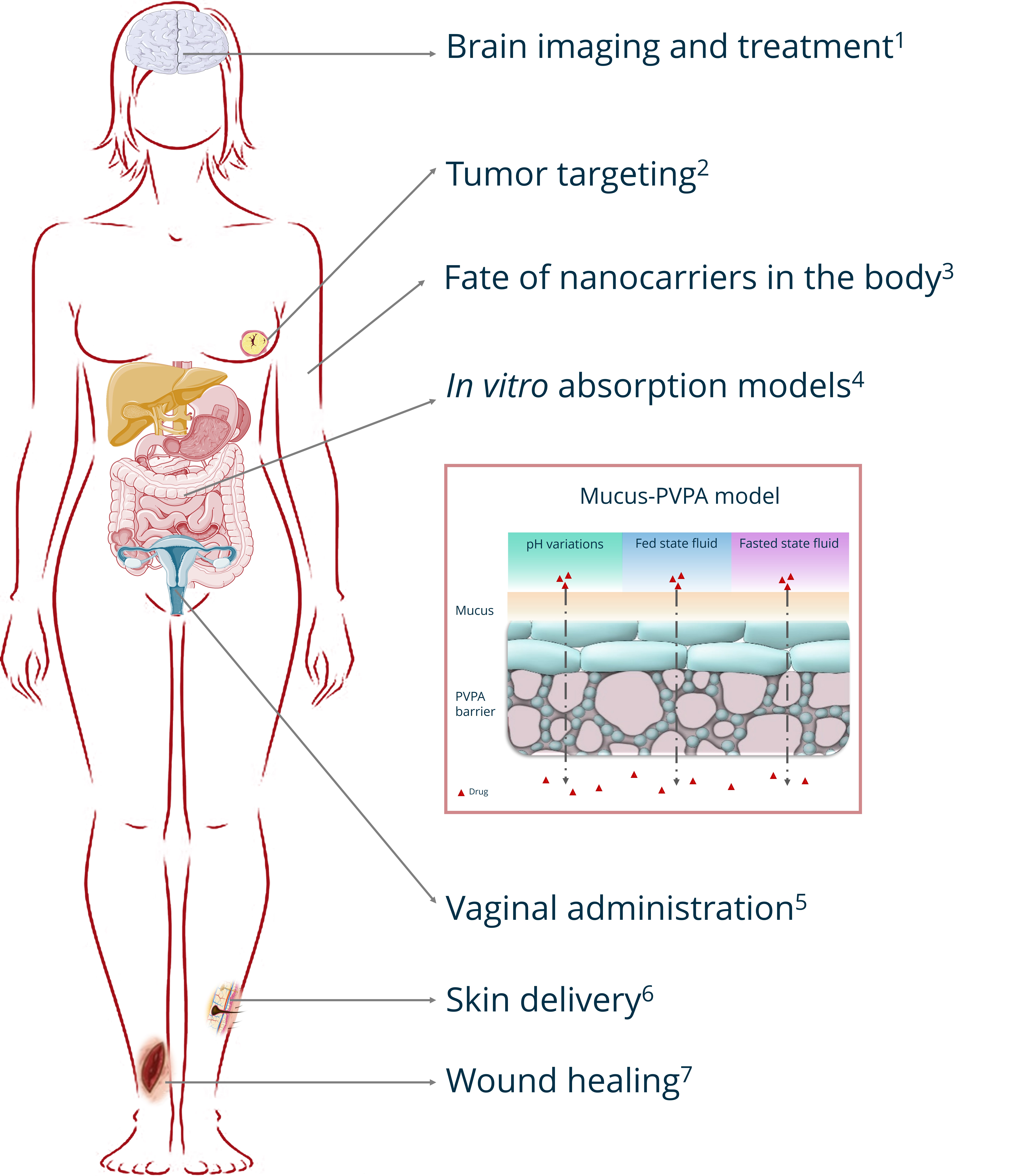 Selected publications to show case the differnet site of administration we are working on  1. E.A.L. Rustad et al.&nbsp;(2022),&nbsp;The pH-responsive liposomes &ndash;The effect of PEGylation on release kinetics and cellular uptake in glioblastoma cells.&nbsp;Pharmaceutics, https://doi.org/10.3390/pharmaceutics14061125. 2.&nbsp;A.M. Hols&aelig;ter, et al.&nbsp;(2022)&nbsp;How docetaxel entrapment, vesicle size, zeta potential and stability change with liposome composition&ndash;A formulation screening study.&nbsp;European Journal of Pharmaceutical Sciences.&nbsp;https://doi.org/10.1016/j.ejps.2022.106267 3. J. Cauzzo et al. (2020) FFollowing the fate of dye-containing liposomes in vitro.&nbsp;International Journal of Molecular Sciences,&nbsp;https://doi.org/10.3390/ijms21144847 4. M. Falavigna et al. (2021), Simultaneous assessment of in vitro lipolysis and permeation in the mucus-PVPA model to predict oral absorption of a poorly water soluble drug in SNEDDSs. International Journal of Pharmaceutics,&nbsp;https://doi.org/10.1016/j.ijpharm.2021.120258 5. M. W. J&oslash;raholmen et al.(2020) Liposomes-in-hydrogel delivery system enhances the potential of resveratrol in combating vaginal chlamydia infection. Pharmaceutics, Special Issue on Local Antibacterial and Antimicrobial Drug Delivery Systems, 12, 1203; doi:10.3390/pharmaceutics12121203 6. Ternullo et al., 2019. Liposomes augment biological benefits of curcumin for multitargeted skin therapy. European Journal of Pharmaceutics and Biopharmaceutics. 7. L. M. Hemmingsen et al. (2023)Tailored anti-biofilm activity &ndash; liposomal delivery for mimic of small antimicrobial peptide.&nbsp;Biomaterials Advances,&nbsp;https://doi.org/10.1016/j.bioadv.2022.213238&nbsp;