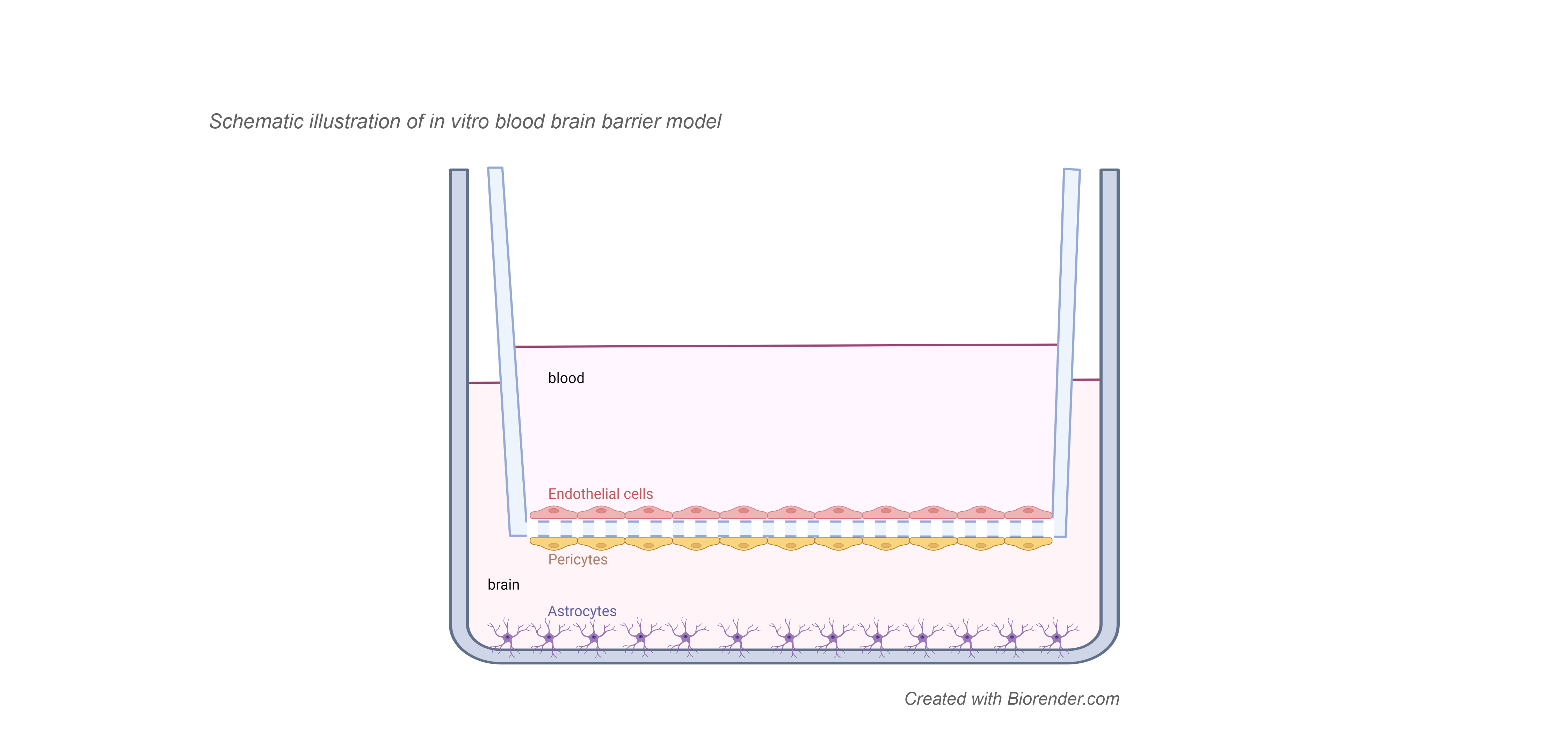 InVitro BBB model small.jpg