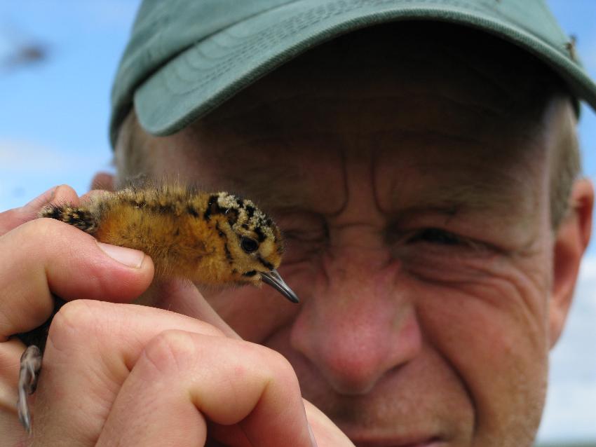 a man holding a small bird chick, photo  up close