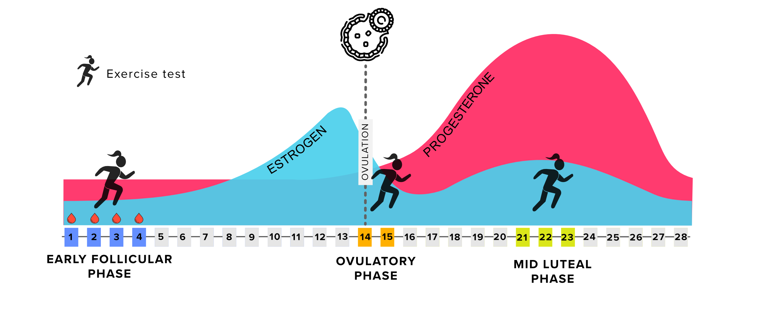 graphics showing how hormones fluctuate during the menstrual cycle