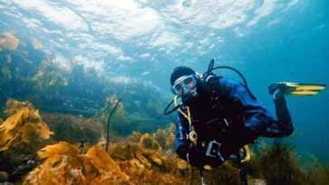 Diving through kelp forests in Senja