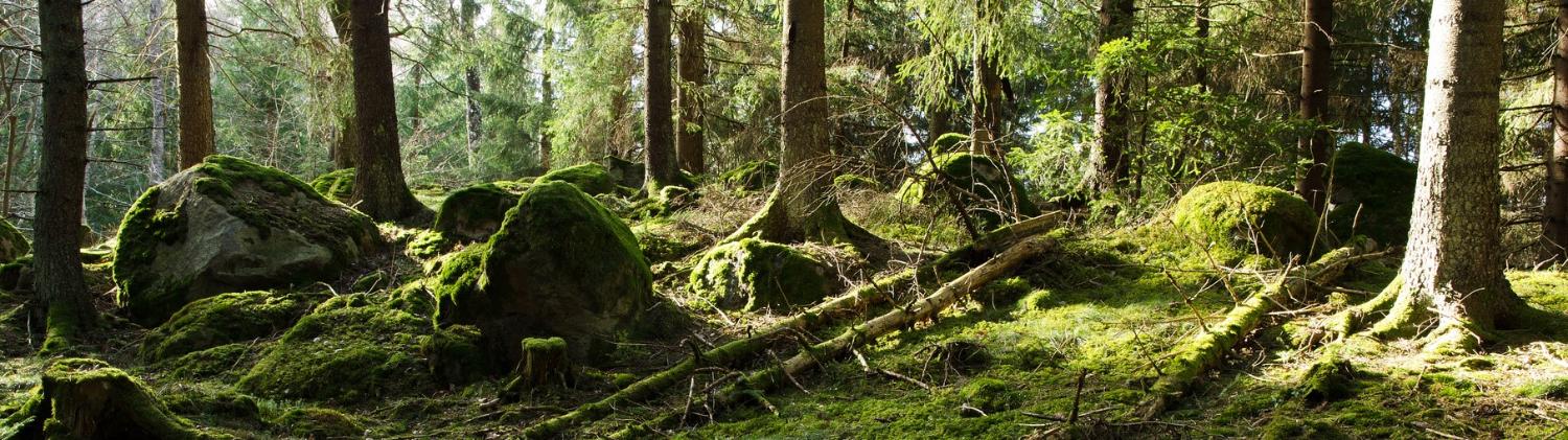 Illustrasjons-/bannerbilde for Naturen som læringsarena (for studenter på 3. år GLU)