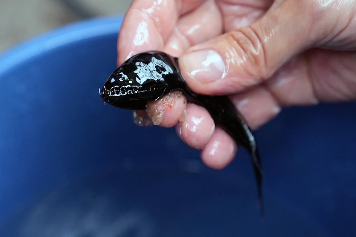 A little, black fish