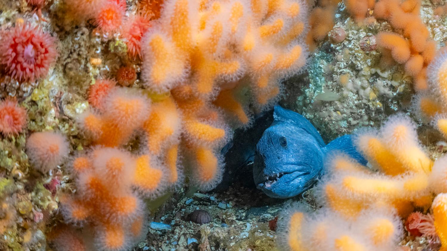 Illustrasjons-/bannerbilde for Screening of "Stone Biter: Saving the Arctic Sea Forests" + discussion about Kelp Restoration