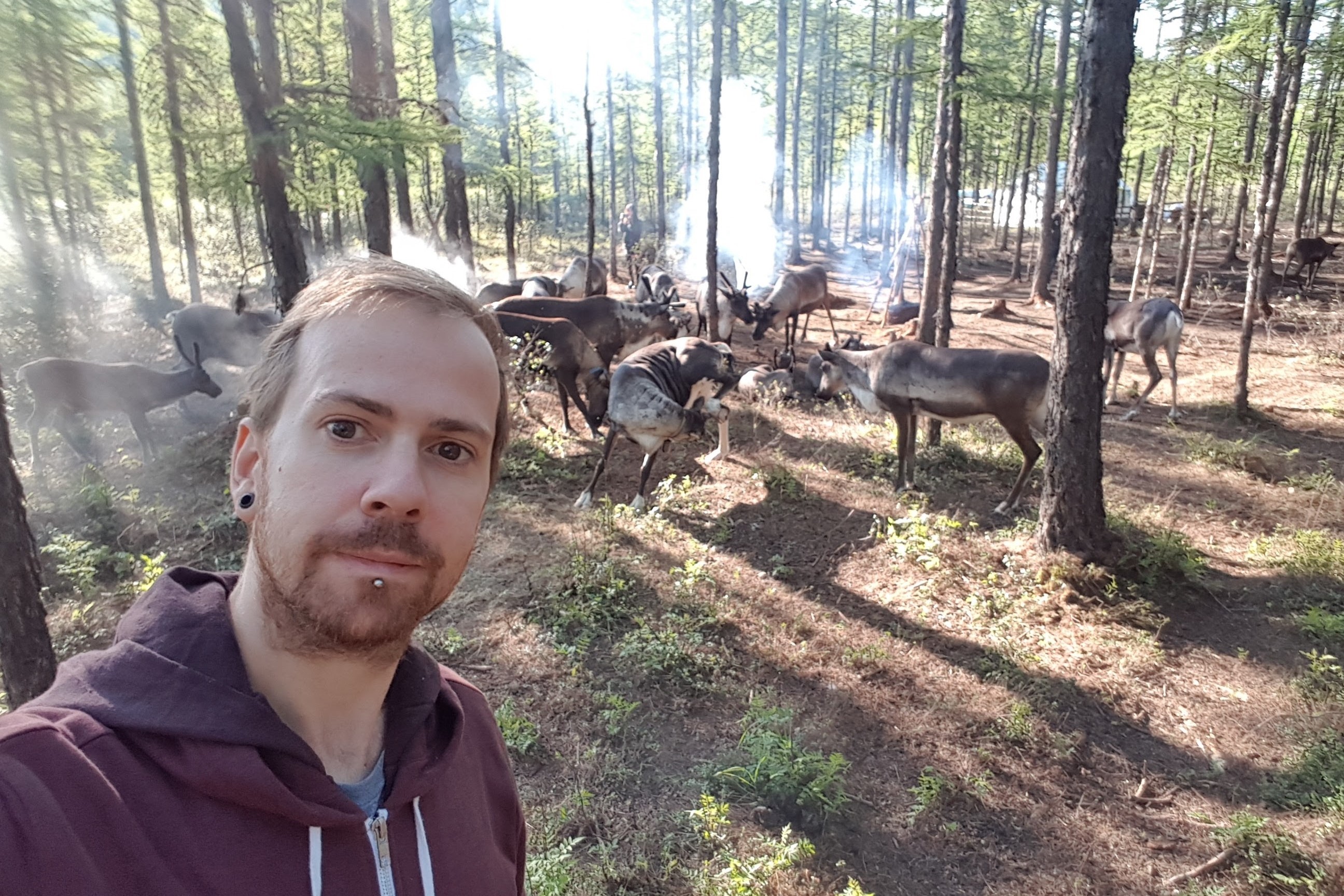 A person in a forest surrounded by reindeers.