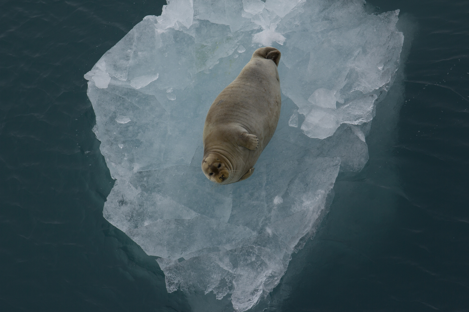sel p&aring; et isflak