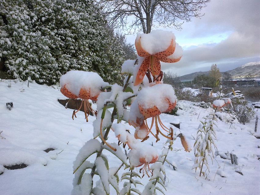 Hvit bygning og masse blomster og mennesker i en hage