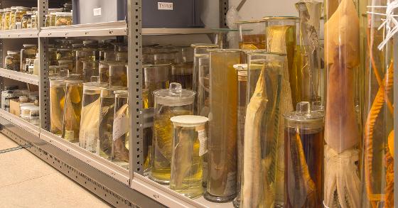 Illustrasjonsbilde for VIN&VITEN | The pickled library: the zoological collections