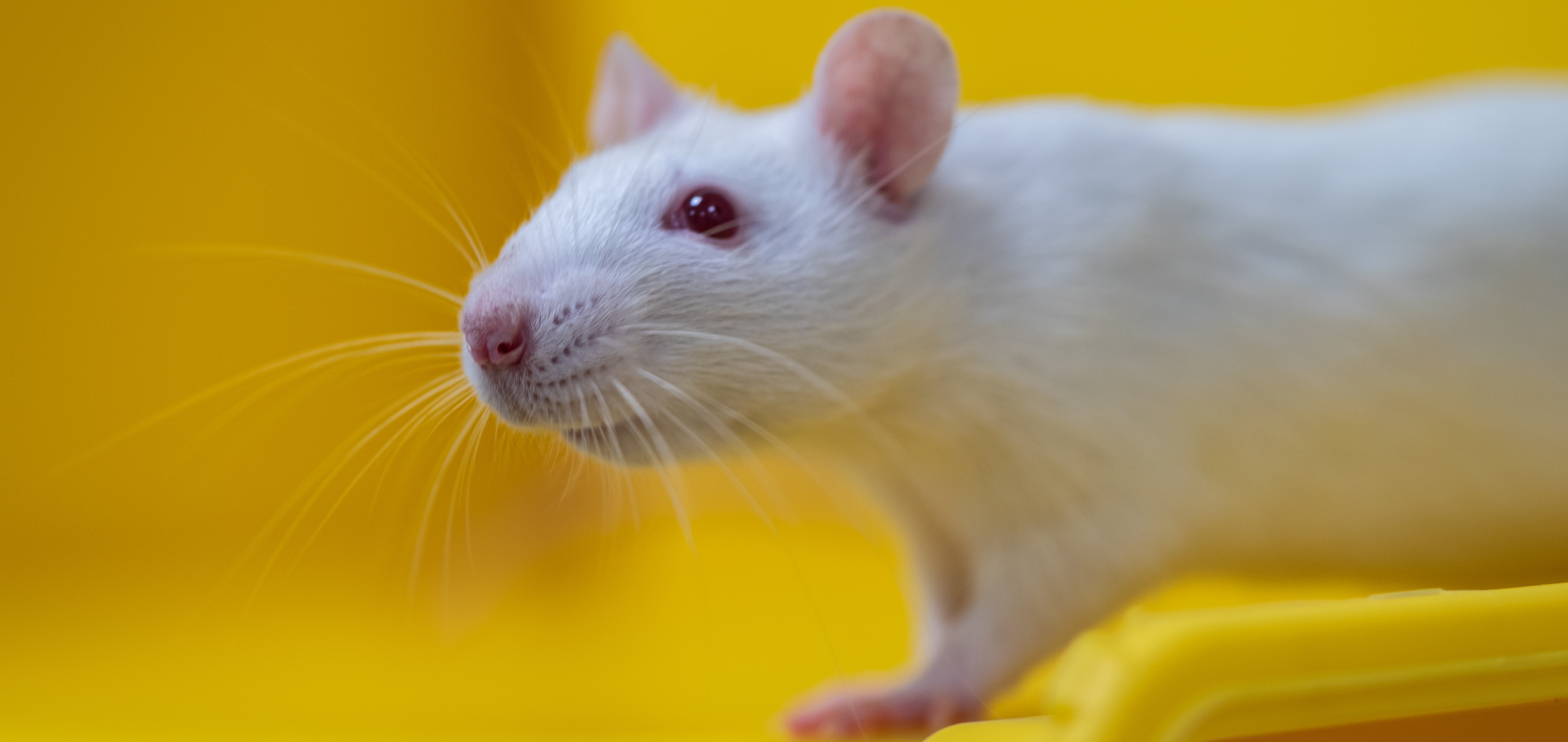 Image of Section of Comparative Medicine (AKM)