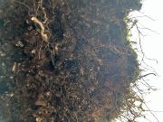 Bilde Environmental humanities gathering #71: Soils reading group 