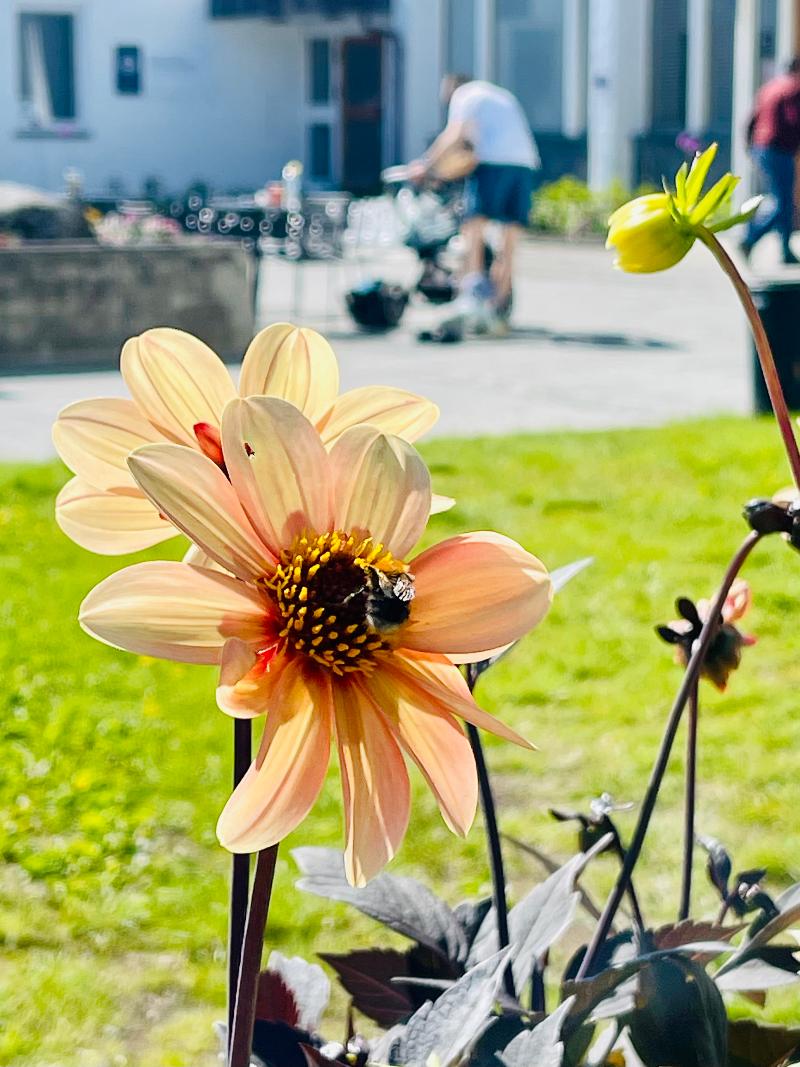 Flower with a bee on. Man with stroller in the background