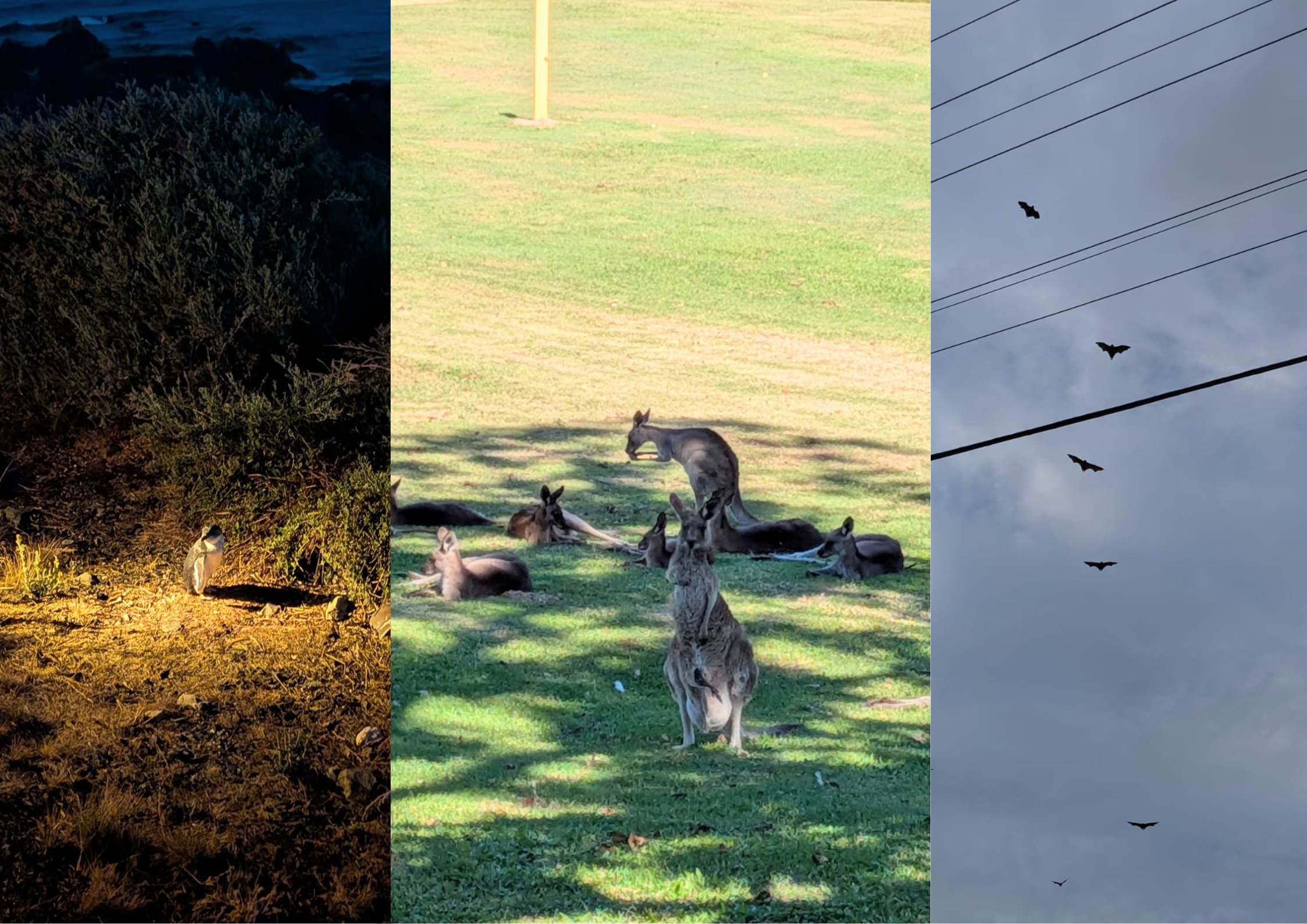 three photos: first one is of a pensguin outside on the grass, the second of kengaroos, the third of bats flying in the air