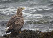 Bilde Fuglefotografering | Temakveld med BirdLife Tromsø