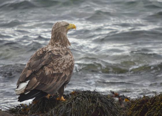 Illustrasjonsbilde for Fuglefotografering | Temakveld med BirdLife Tromsø